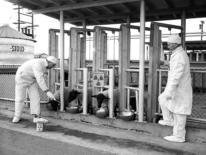 Biologists study the effect of radioactive plutonium on sheep in Hanford, WA